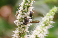 Isodontia mexicana