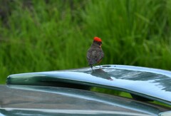 Pyrocephalus rubinus