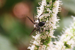 Isodontia mexicana