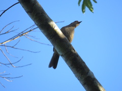 Turdus leucomelas