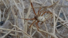 Latrodectus pallidus