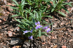 Penstemon crandallii