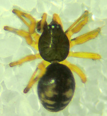 Linyphantes orcinus