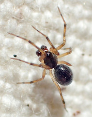 Linyphantes orcinus