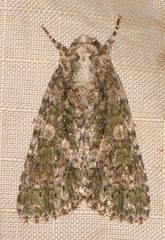 Acronicta afflicta