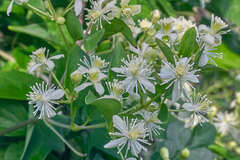 Clematis acapulcensis