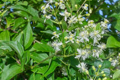 Clematis acapulcensis