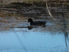 Fulica rufifrons