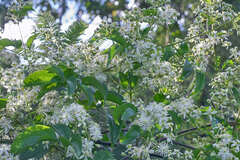 Clematis acapulcensis