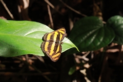 Pantoporia