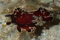 Platydoris dierythros