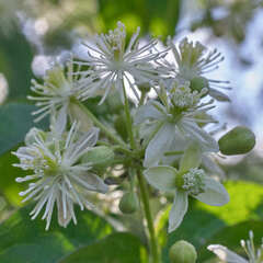 Clematis acapulcensis