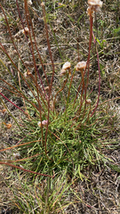 Armeria maritima
