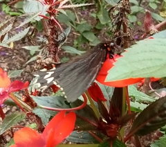 Parides erithalion
