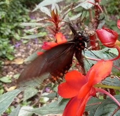 Parides erithalion