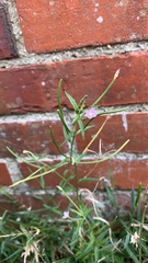 Epilobium roseum