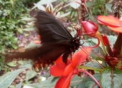 Parides erithalion