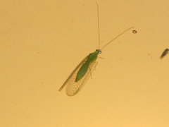 Pseudomallada flavifrons