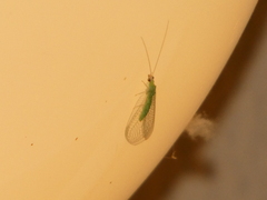 Pseudomallada flavifrons