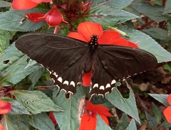 Parides erithalion