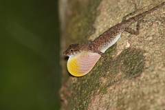 Brown-Eared Anole photo 5