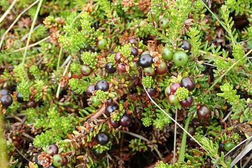 šucha čierna (Empetrum nigrum)