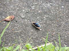 Junonia orithya orithya