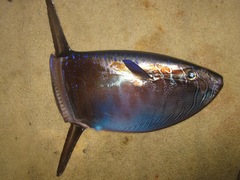 Slender Mola photo 4