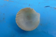 Dallocardia senticosa