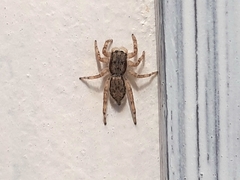 Menemerus bivittatus