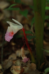 Boesenbergia maxwellii