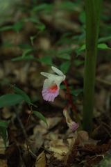 Boesenbergia maxwellii