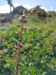 Artemisia arctica