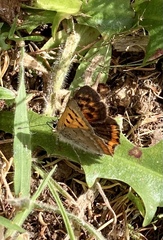 Lycaena phlaeas phlaeoides