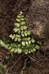 Cheilanthes involuta