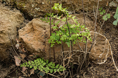 Cheilanthes involuta