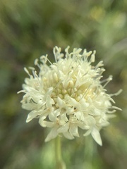 Cephalaria uralensis