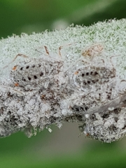 Plocamaphis flocculosa