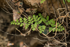 Cheilanthes involuta