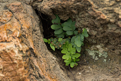 Cheilanthes involuta