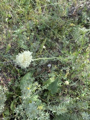 Cephalaria uralensis