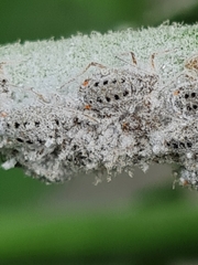 Plocamaphis flocculosa