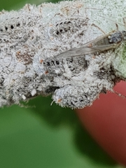 Plocamaphis flocculosa