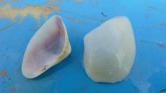 Donacidae