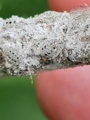 Plocamaphis flocculosa