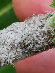 Plocamaphis flocculosa