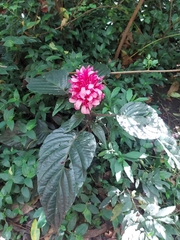 Justicia carnea