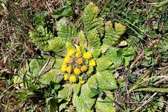 Senecio repens macbridei