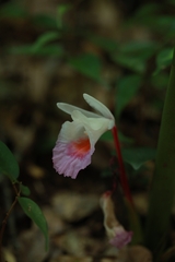 Boesenbergia maxwellii