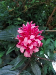 Justicia carnea